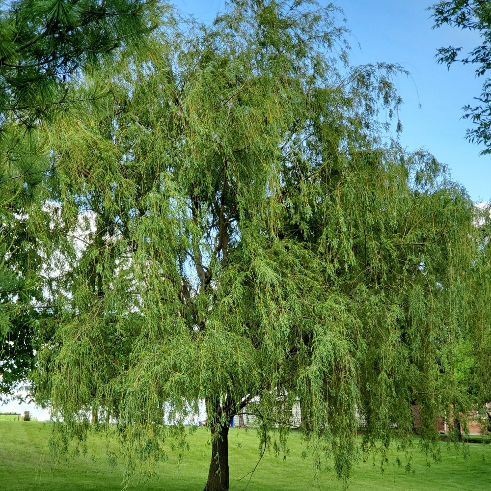 Meet your Posher, Tabitha